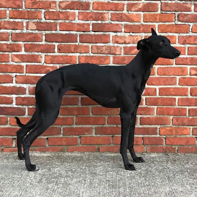 Lylo (Old Road's Ryleigh)