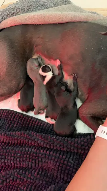 T-nest