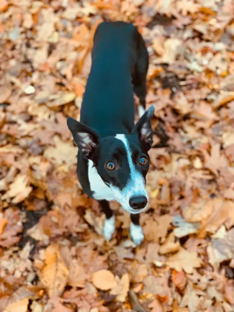 Flappie (Vai Avanti Tiamo)