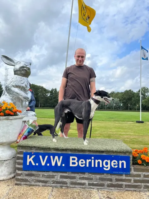 Zilveren Haas Beringen