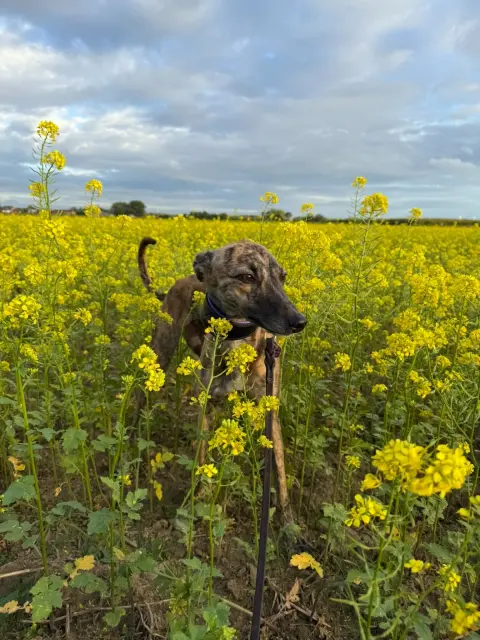Mayzie (Vai Avanti Xamali)