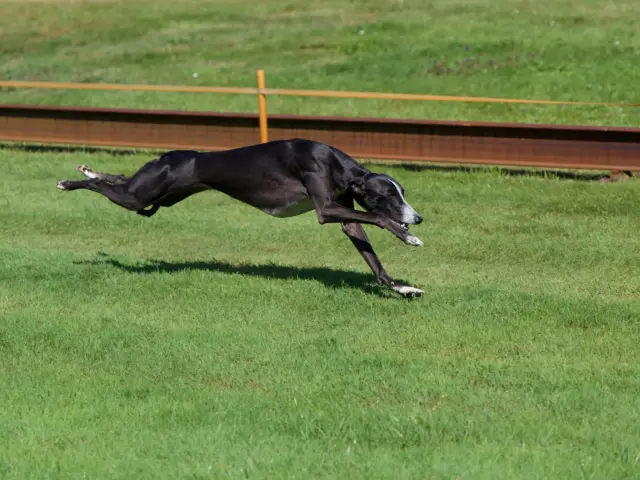 Tara
